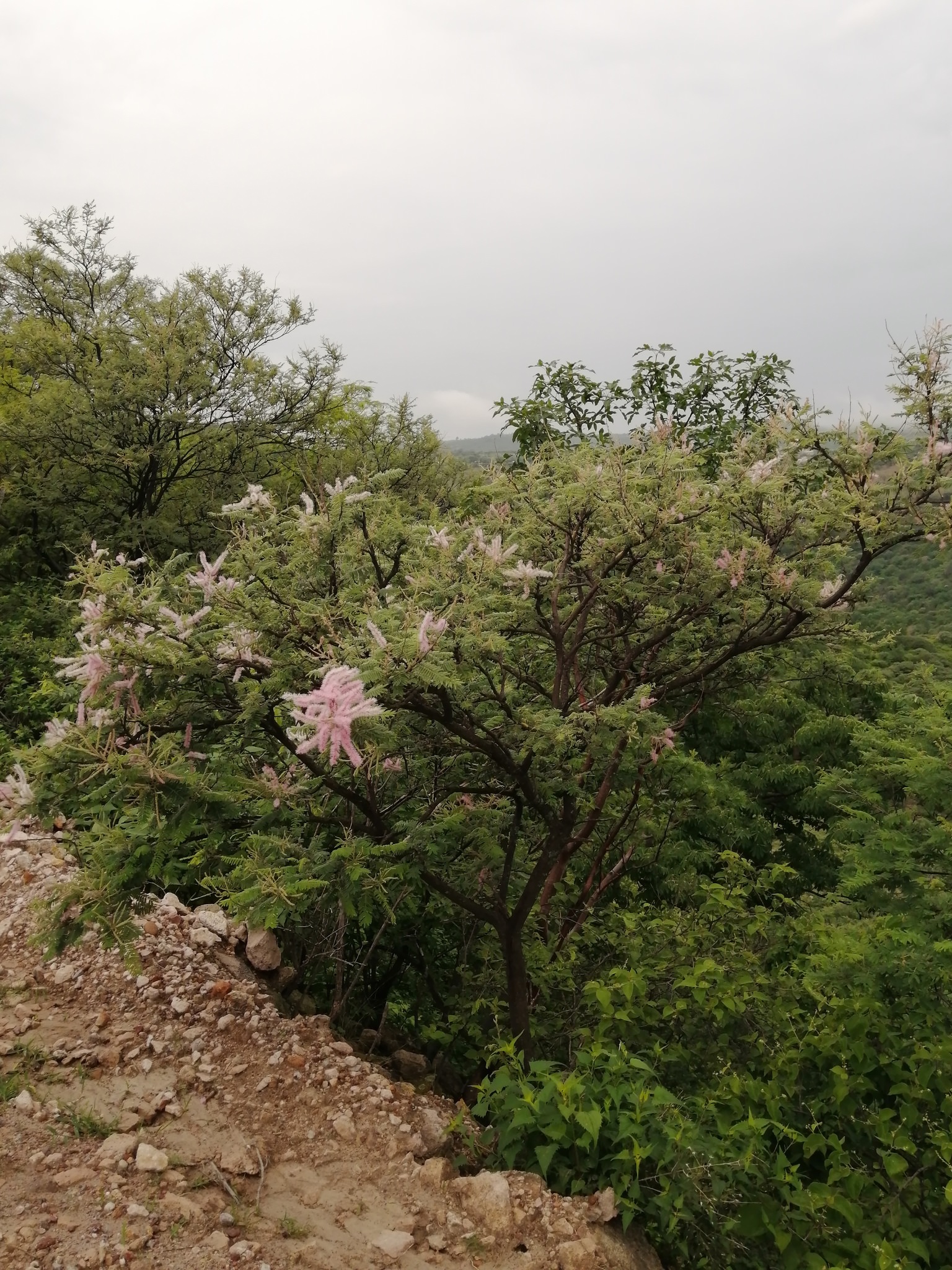 Mimosa benthamii